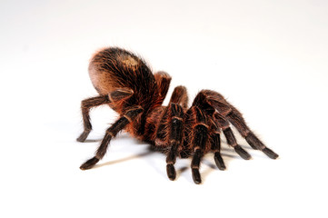 Rote Vogelspinne aus Chile (Euathlus vulpinus) red tarantula from Chile