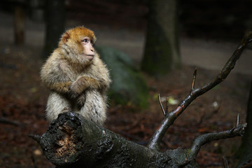 
Barbary Macaque sitting on a tree trunk
