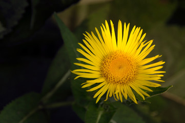 Цветок девясила.