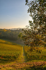 View from above of a country lane among the vineyard at sunset in autumn, Alba, Langhe, Piedmont, Italy