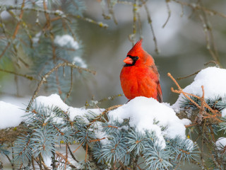 Northern Cardinal Male Perched on Blue Spruce  in Winter - Powered by Adobe