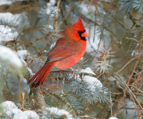 Northern Cardinal Male Perched on Blue Spruce  in Winter