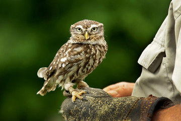 Pygmy owl on the hand of the falconer