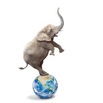 African elephant - Loxodonta africana balancing on a blue planet or globe. Ecology metaphor.