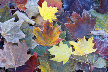 frost colorful leaves in the cold morning as nature background