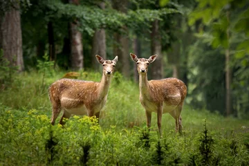 Fototapeten Zwei Damhirsche im Wald © pixelleo