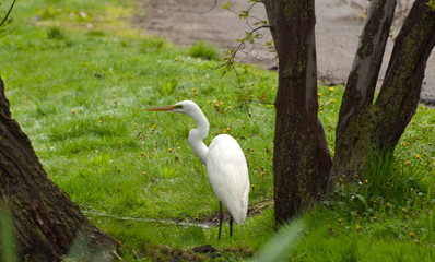 Egret