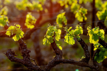 green grapes on the vine