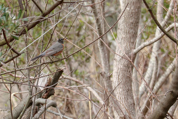 Robin on tree