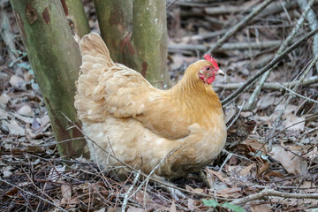hen looking for food