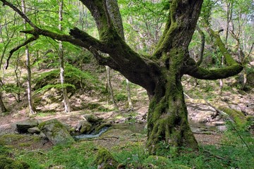 Gnarled Old Big Tree Moss Covered