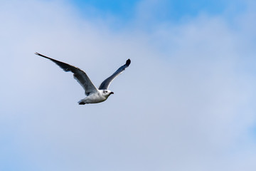 seagull in flight
