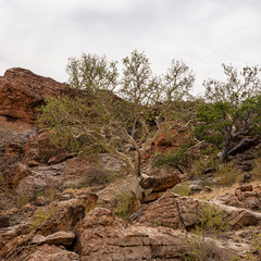 Large-leaved Rock Fig