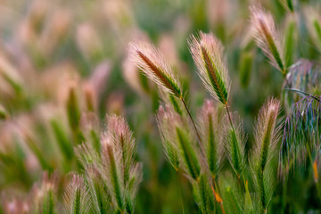 grass on green background