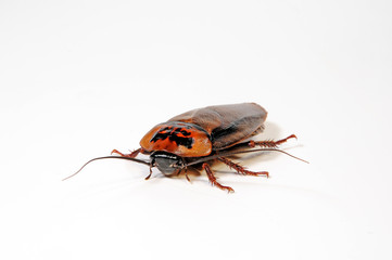 Schabe (Eublaberus posticus) - orange head cockroach