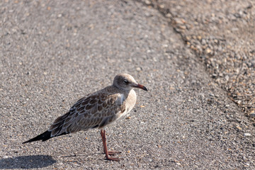 seagull on the beach