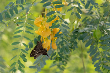 butterfly on leaf