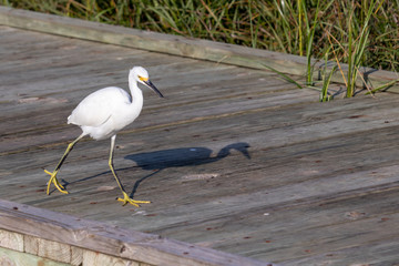 Snowy Egret on the pier