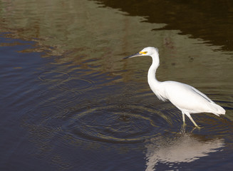 Snowy egret in the water