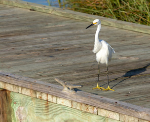 Snowy egret on the pier