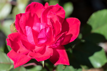 pink rose in the garden