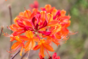 red flowers in the garden