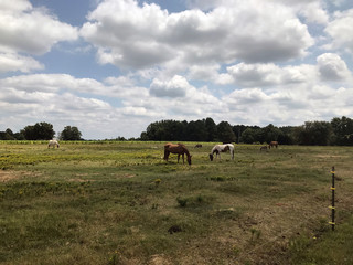 Horses Grazing in a Field