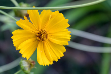 yellow flower in the garden