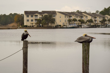 Pelicans on pilings