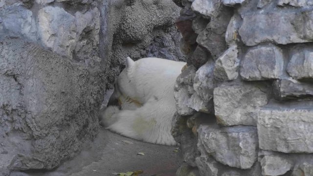 White polar bear hiding in the rocks.