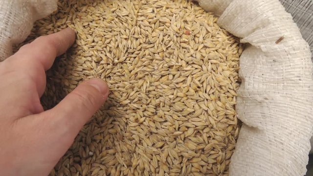 Barley seed in sack