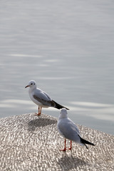 Seagulls resting by the sea. Selective focus.