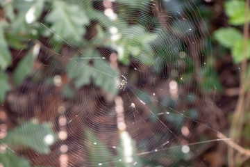 spider on web