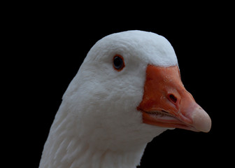 White goose head with orange beak
