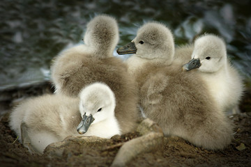 Swan chicks in their nest
