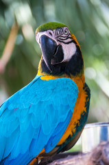 Portrait of Blue and Yellow Macaw