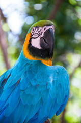 Blue and Yellow Macaw Looking Over Wing