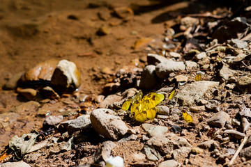 Group of butterflies on aside of the river, Herd of yellow butterflies absorbing wild animal urine