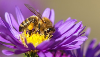 bee or honeybee sitting on flower