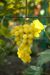 Grapes on the vine with green leaves at sunset