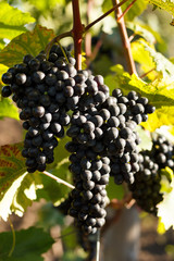 Grapes on the vine with green leaves at sunset