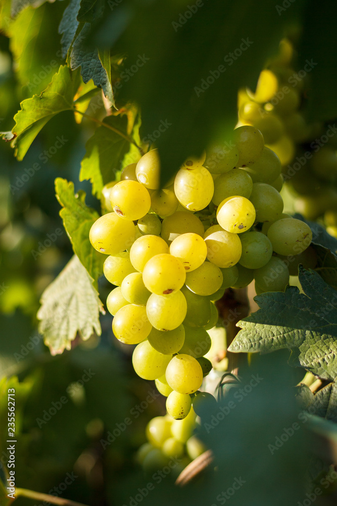 Wall mural grapes on the vine with green leaves at sunset