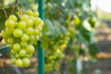 Grapes on the vine with green leaves at sunset