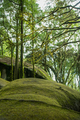 Fototapete bei efototapeten.de bestellen   