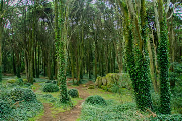 Fototapete bei efototapeten.de bestellen   