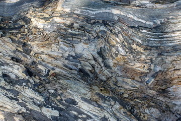 driftwood background