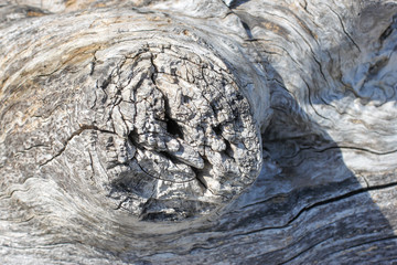 driftwood background