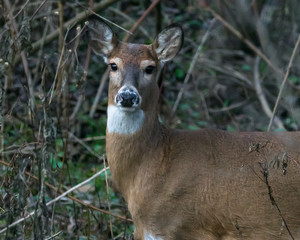 Fototapeta premium Deer at Dusk