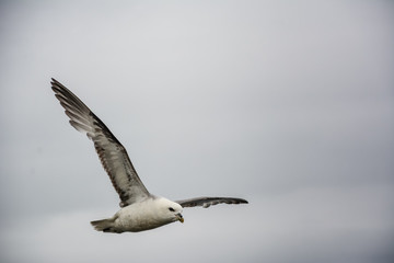 Seagull flying in sky with wings wide open on overcast cloudy summer day in Iceland, copy space.