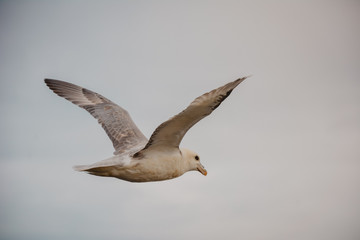 Seagull flying in sky with wings wide open on overcast cloudy summer day in Iceland, copy space, vintage feel.